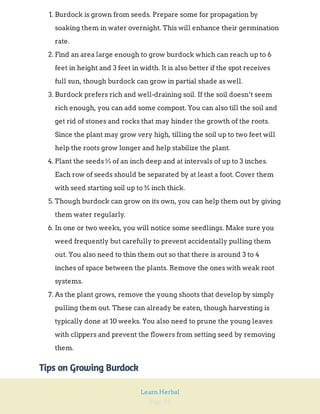 Page 92
Learn Herbal
1. Burdock is grown from seeds. Prepare some for propagation by
soaking them in water overnight. This will enhance their germination
rate.
2. Find an area large enough to grow burdock which can reach up to 6
feet in height and 3 feet in width. It is also better if the spot receives
full sun, though burdock can grow in partial shade as well.
3. Burdock prefers rich and well-draining soil. If the soil doesn’t seem
rich enough, you can add some compost. You can also till the soil and
get rid of stones and rocks that may hinder the growth of the roots.
Since the plant may grow very high, tilling the soil up to two feet will
help the roots grow longer and help stabilize the plant.
4. Plant the seeds ¼ of an inch deep and at intervals of up to 3 inches.
Each row of seeds should be separated by at least a foot. Cover them
with seed starting soil up to ¾ inch thick.
5. Though burdock can grow on its own, you can help them out by giving
them water regularly.
6. In one or two weeks, you will notice some seedlings. Make sure you
weed frequently but carefully to prevent accidentally pulling them
out. You also need to thin them out so that there is around 3 to 4
inches of space between the plants. Remove the ones with weak root
systems.
7. As the plant grows, remove the young shoots that develop by simply
pulling them out. These can already be eaten, though harvesting is
typically done at 10 weeks. You also need to prune the young leaves
with clippers and prevent the flowers from setting seed by removing
them.
Tips on Growing Burdock
 