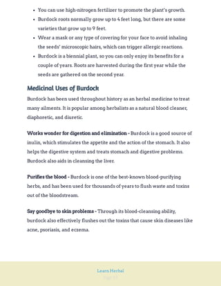 Page 93
Learn Herbal
You can use high-nitrogen fertilizer to promote the plant’s growth.
Burdock roots normally grow up to 4 feet long, but there are some
varieties that grow up to 9 feet.
Wear a mask or any type of covering for your face to avoid inhaling
the seeds’ microscopic hairs, which can trigger allergic reactions.
Burdock is a biennial plant, so you can only enjoy its benefits for a
couple of years. Roots are harvested during the first year while the
seeds are gathered on the second year.
Medicinal Uses of Burdock
Burdock has been used throughout history as an herbal medicine to treat
many ailments. It is popular among herbalists as a natural blood cleaner,
diaphoretic, and diuretic.
Burdock is a good source of
inulin, which stimulates the appetite and the action of the stomach. It also
helps the digestive system and treats stomach and digestive problems.
Burdock also aids in cleansing the liver.
Works wonder for digestion and elimination -
Burdock is one of the best-known blood-purifying
herbs, and has been used for thousands of years to flush waste and toxins
out of the bloodstream.
Purifies the blood -
Through its blood-cleansing ability,
burdock also effectively flushes out the toxins that cause skin diseases like
acne, psoriasis, and eczema.
Say goodbye to skin problems -
 