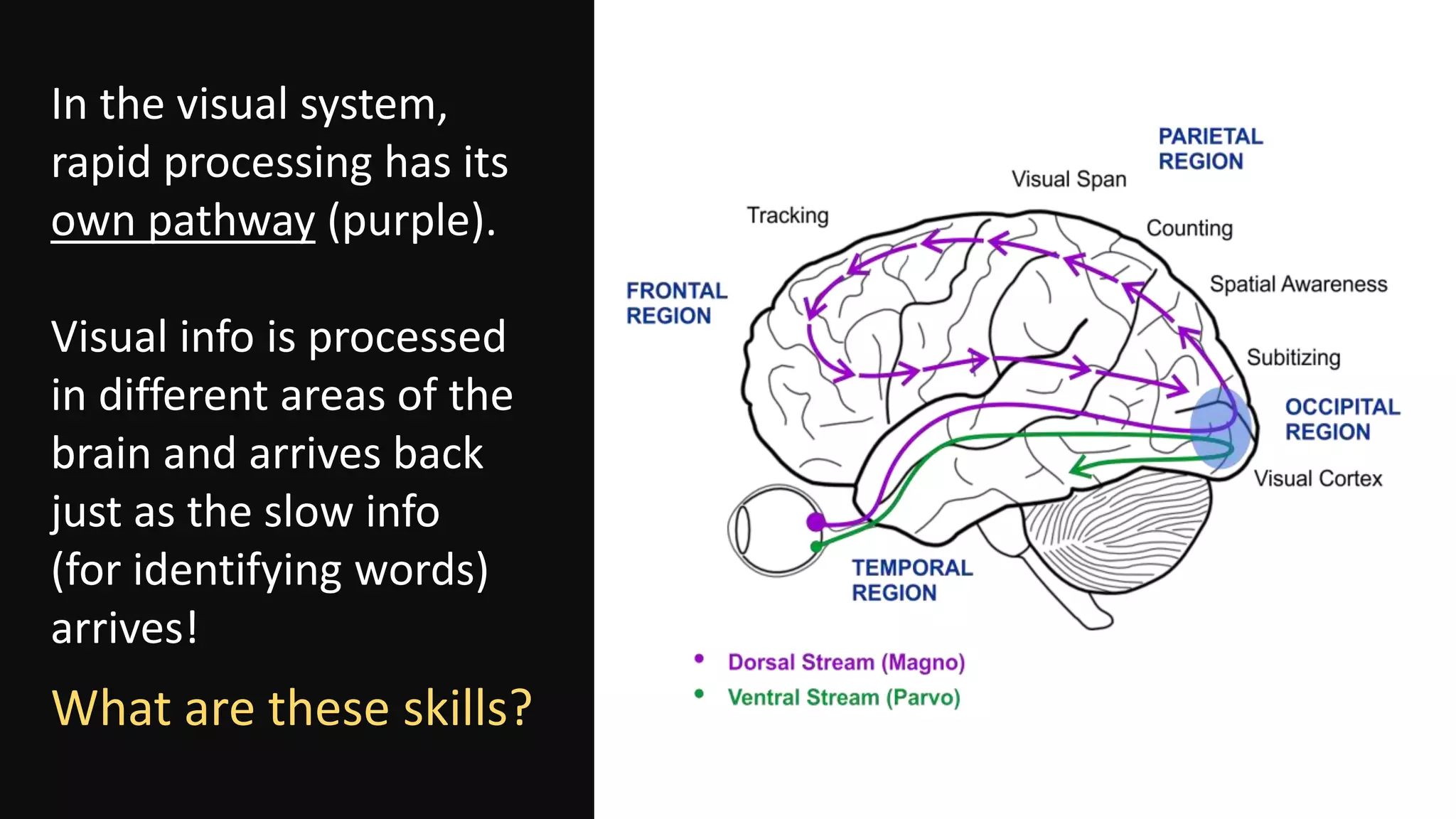 RAPID
VISUAL
PROCESSING
In the visual system,
rapid processing has its
own pathway (purple).
Visual info is processed
in different areas of the
brain and arrives back
just as the slow info
(for identifying words)
arrives!
What are these skills?
 