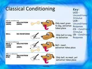 Classical Conditioning  Key: UCS  – Unconditional Stimulus UCR  – Unconditional Response CS  – Conditional Stimulus CR  – Conditional Response  Only meat given to dog, salivation takes place Only bell is rung, no salivation  Bell + meat, salivation takes place Only bell, no meat, yet salivation takes place Learning 