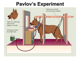 Pavlov’s Experiment
 