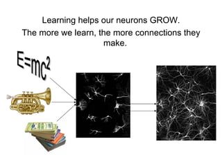 Learning helps our neurons GROW.
The more we learn, the more connections they
                    make.
 