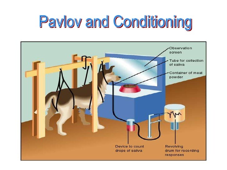 In Pavlov S Experiments With Dogs The Unconditioned Stimulus Was The In Pavlov S Experiments With Dogs The Unconditioned Stimulus Was The