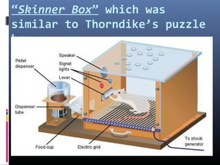 “Skinner Box” which was
similar to Thorndike’s puzzle
box.
 