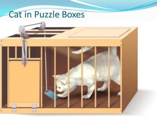 Cat in Puzzle Boxes
21
 