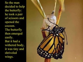 So the man decided to help the butterfly: he took a pair of scissors and opened the cocoon. The butterfly then emerged easily. But it had a withered body, it was tiny and shriveled wings. 