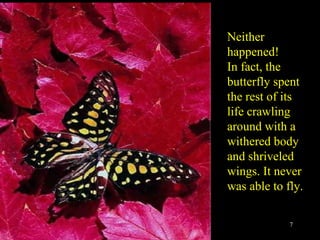 Neither happened! In fact, the butterfly spent the rest of its life crawling around with a withered body and shriveled wings. It never was able to fly.   