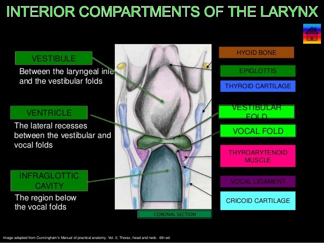 "Learning the Larynx"
