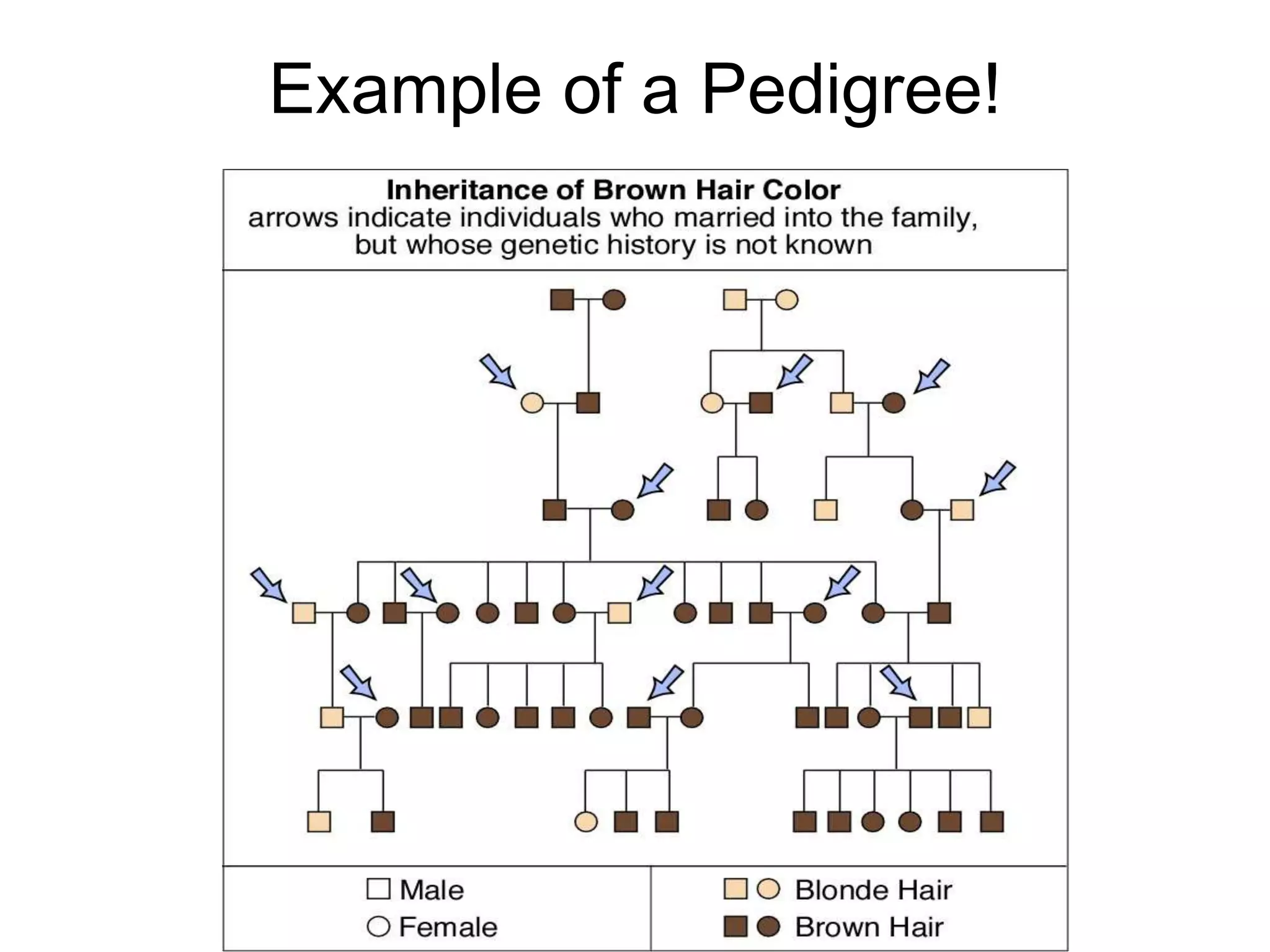 Example of a Pedigree!
 
