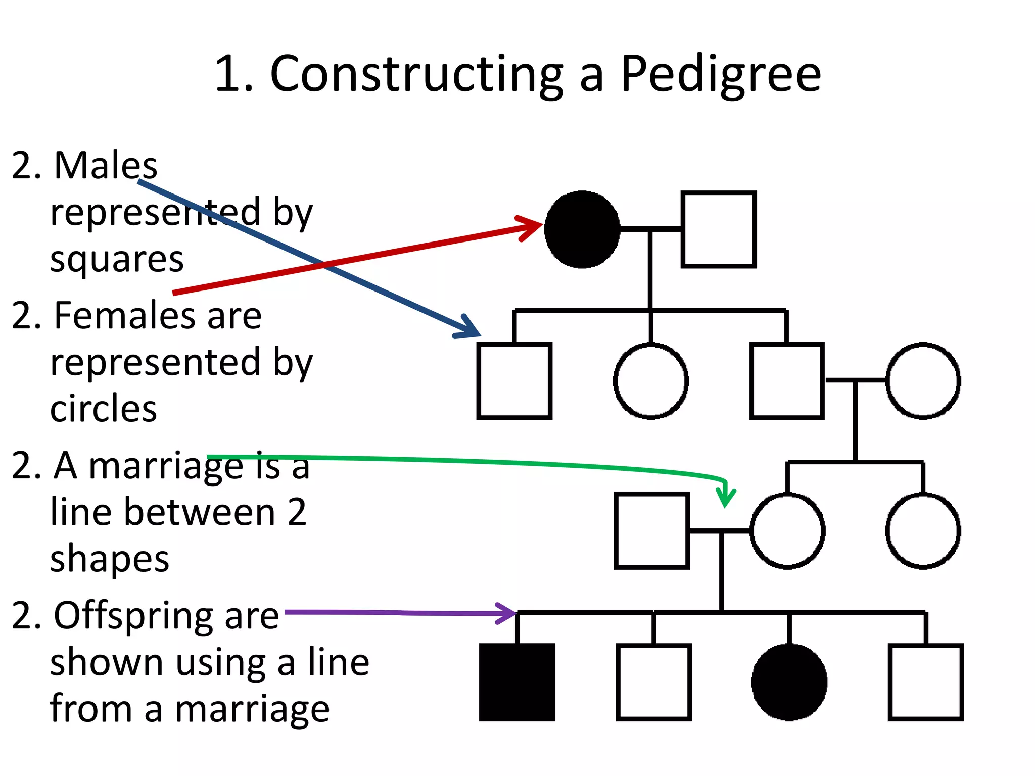 1. Constructing a Pedigree
2. Males
   represented by
   squares
2. Females are
   represented by
   circles
2. A marriage is a
   line between 2
   shapes
2. Offspring are
   shown using a line
   from a marriage
 