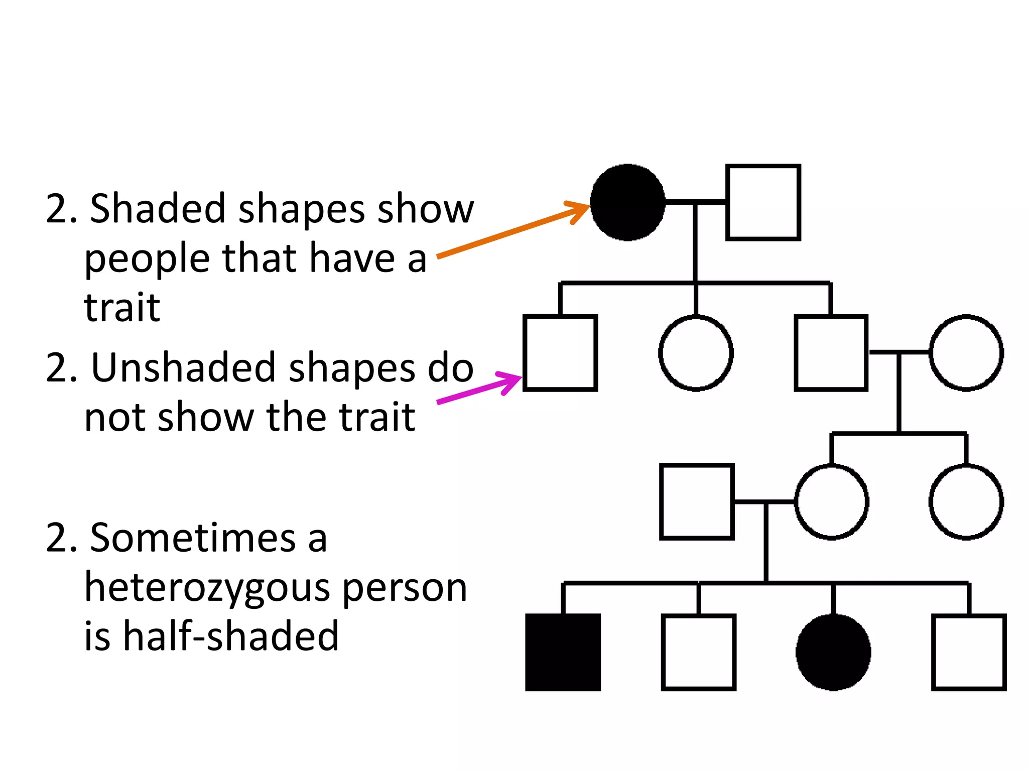 2. Shaded shapes show
  people that have a
  trait
2. Unshaded shapes do
  not show the trait

2. Sometimes a
  heterozygous person
  is half-shaded
 