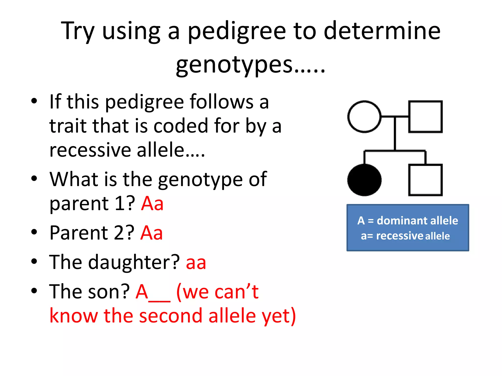 Try using a pedigree to determine
              genotypes…..
• If this pedigree follows a
  trait that is coded for by a
  recessive allele….
• What is the genotype of
  parent 1? Aa
                                 A = dominant allele
• Parent 2? Aa                   a= recessive allele

• The daughter? aa
• The son? A__ (we can’t
  know the second allele yet)
 