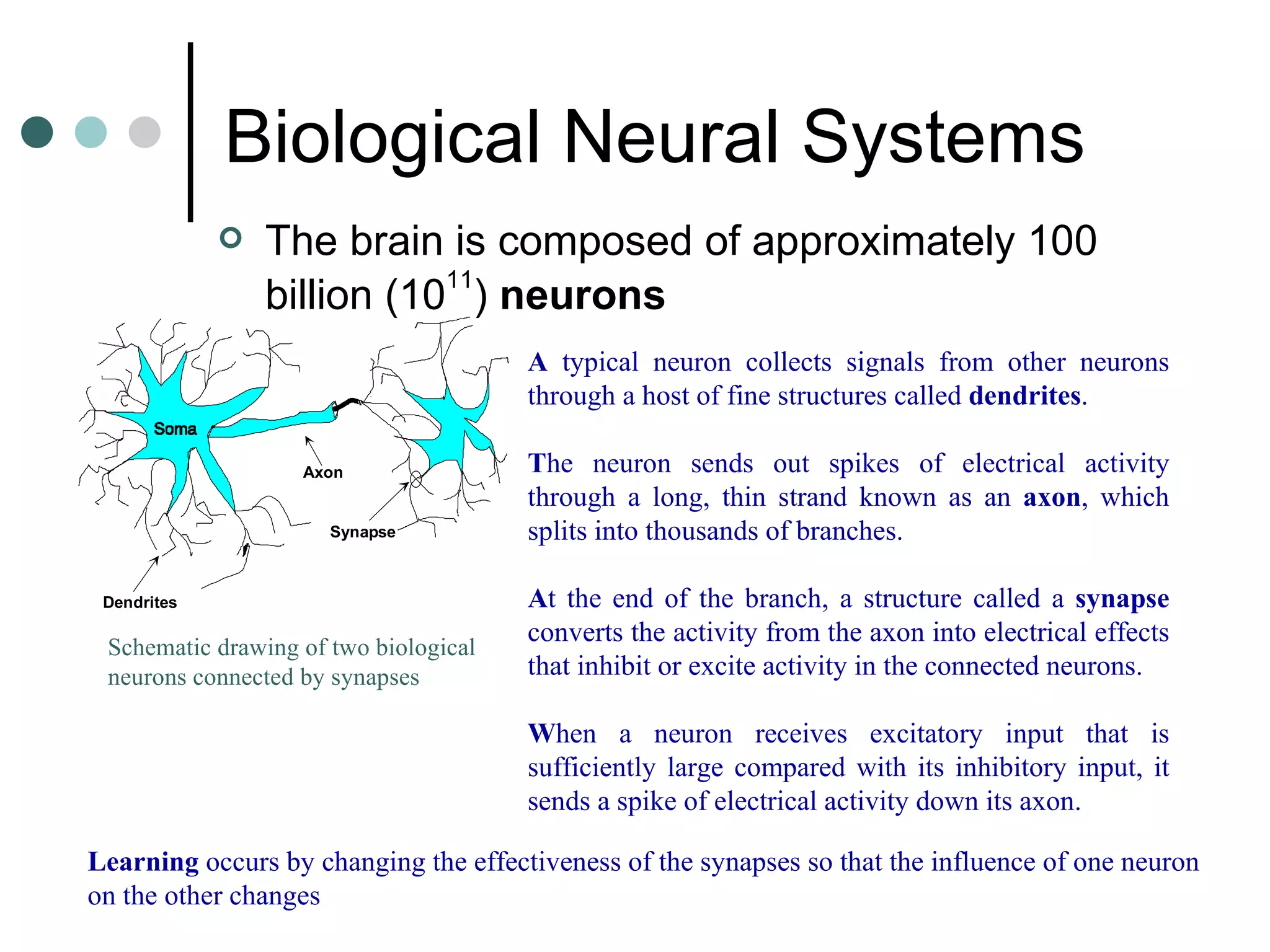 Biological Neural Systems   The brain is composed of approximately 100 billion (10 11 )  neurons   Schematic drawing of two biological neurons connected by synapses   A  typical neuron collects signals from other neurons through a host of fine structures called  dendrites .  T he neuron sends out spikes of electrical activity through a long, thin strand known as an  axon , which splits into thousands of branches.  A t the end of the branch, a structure called a  synapse  converts the activity from the axon into electrical effects that inhibit or excite activity in the connected neurons.  W hen a neuron receives excitatory input that is sufficiently large compared with its inhibitory input, it sends a spike of electrical activity down its axon.  Learning  occurs by changing the effectiveness of the synapses so that the influence of one neuron on the other changes   