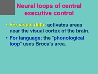 Neural loops of central
executive control
• For visual data: activates areas
near the visual cortex of the brain.
• For language: the ˝phonological
loop˝ uses Broca's area.
 