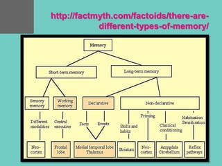 http://factmyth.com/factoids/there-are-
different-types-of-memory/
 