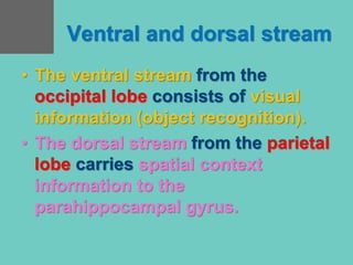 Ventral and dorsal stream
• The ventral stream from the
occipital lobe consists of visual
information (object recognition).
• The dorsal stream from the parietal
lobe carries spatial context
information to the
parahippocampal gyrus.
 
