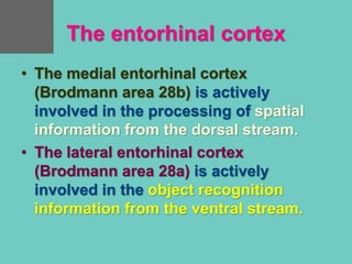 The entorhinal cortex
• The medial entorhinal cortex
(Brodmann area 28b) is actively
involved in the processing of spatial
information from the dorsal stream.
• The lateral entorhinal cortex
(Brodmann area 28a) is actively
involved in the object recognition
information from the ventral stream.
 