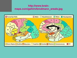 http://www.brain-
maps.com/gehirn/brodmann_areale.jpg
 
