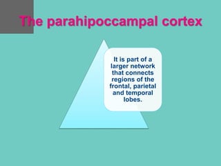 The parahipoccampal cortex
It is part of a
larger network
that connects
regions of the
frontal, parietal
and temporal
lobes.
 