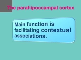 The parahipoccampal cortex
 