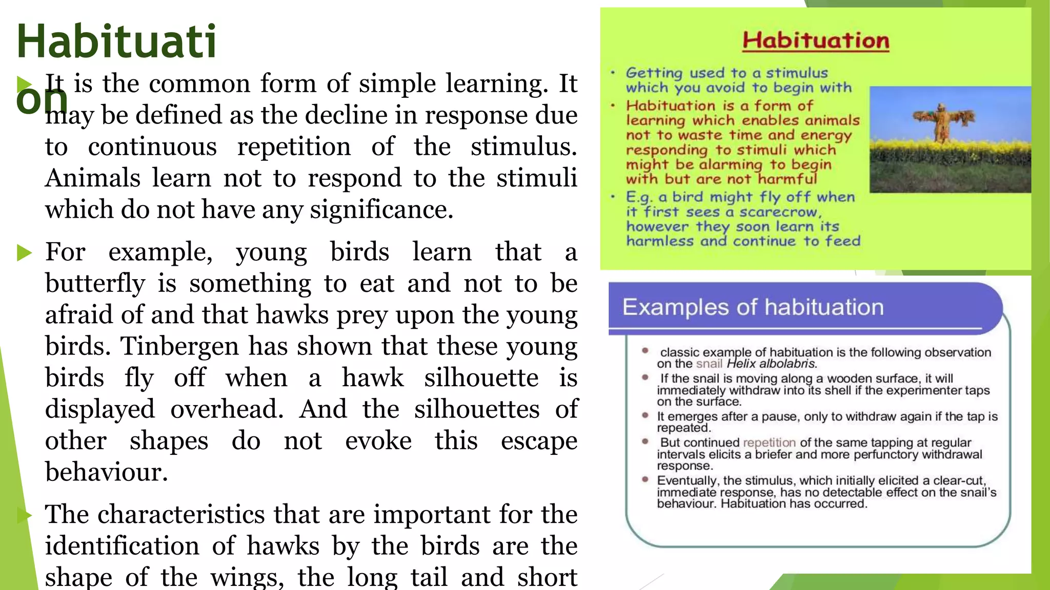 Habituati
on
 It is the common form of simple learning. It
may be defined as the decline in response due
to continuous repetition of the stimulus.
Animals learn not to respond to the stimuli
which do not have any significance.
 For example, young birds learn that a
butterfly is something to eat and not to be
afraid of and that hawks prey upon the young
birds. Tinbergen has shown that these young
birds fly off when a hawk silhouette is
displayed overhead. And the silhouettes of
other shapes do not evoke this escape
behaviour.
 The characteristics that are important for the
identification of hawks by the birds are the
shape of the wings, the long tail and short
 