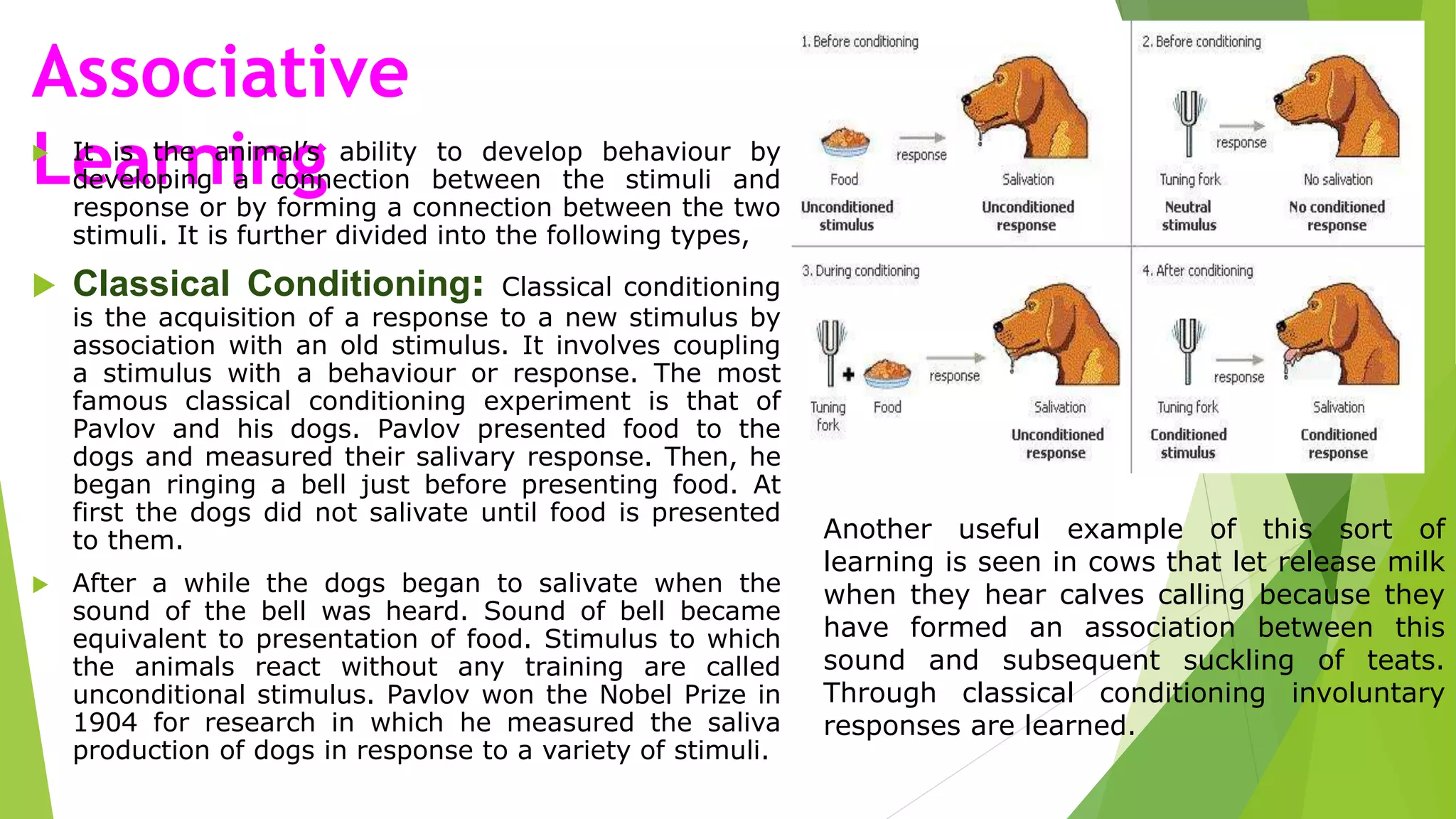 Associative
Learning
 It is the animal’s ability to develop behaviour by
developing a connection between the stimuli and
response or by forming a connection between the two
stimuli. It is further divided into the following types,
 Classical Conditioning: Classical conditioning
is the acquisition of a response to a new stimulus by
association with an old stimulus. It involves coupling
a stimulus with a behaviour or response. The most
famous classical conditioning experiment is that of
Pavlov and his dogs. Pavlov presented food to the
dogs and measured their salivary response. Then, he
began ringing a bell just before presenting food. At
first the dogs did not salivate until food is presented
to them.
 After a while the dogs began to salivate when the
sound of the bell was heard. Sound of bell became
equivalent to presentation of food. Stimulus to which
the animals react without any training are called
unconditional stimulus. Pavlov won the Nobel Prize in
1904 for research in which he measured the saliva
production of dogs in response to a variety of stimuli.
Another useful example of this sort of
learning is seen in cows that let release milk
when they hear calves calling because they
have formed an association between this
sound and subsequent suckling of teats.
Through classical conditioning involuntary
responses are learned.
 