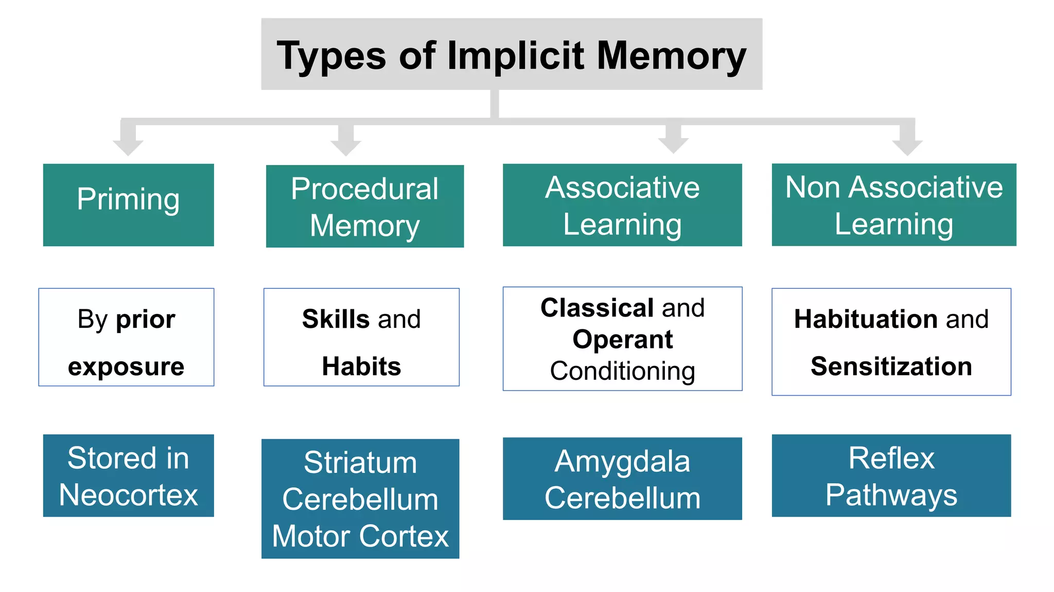 Types of Implicit Memory
Priming Procedural
Memory
Associative
Learning
Non Associative
Learning
Stored in
Neocortex
Striatum
Cerebellum
Motor Cortex
Classical and
Operant
Conditioning
Habituation and
Sensitization
Amygdala
Cerebellum
Reflex
Pathways
Skills and
Habits
By prior
exposure
 