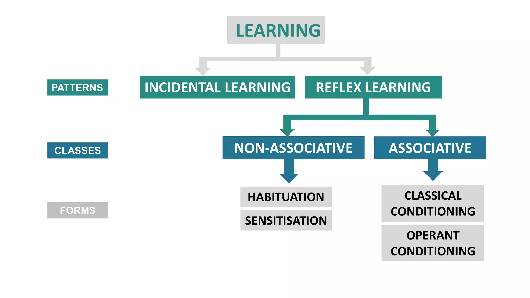 INCIDENTAL LEARNING REFLEX LEARNING
ASSOCIATIVE
NON-ASSOCIATIVE
HABITUATION
SENSITISATION
CLASSICAL
CONDITIONING
OPERANT
CONDITIONING
LEARNING
PATTERNS
CLASSES
FORMS
 