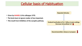 Neurological Foundations of Learning and Memory: Mechanisms and Types ...
