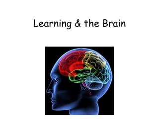 Learning & the Brain  