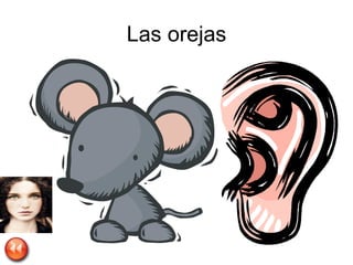 Ear In Spanish Learning Body Parts In Spanish | PPT