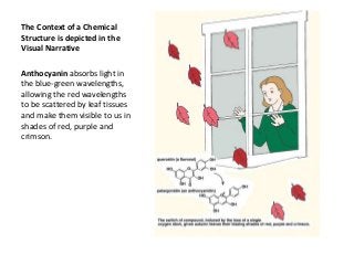 The Context of a Chemical
Structure is depicted in the
Visual Narrative
Anthocyanin absorbs light in
the blue-green wavelengths,
allowing the red wavelengths
to be scattered by leaf tissues
and make them visible to us in
shades of red, purple and
crimson.
 