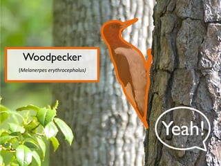 Woodpecker
(Melanerpes erythrocephalus)

Yeah!

 