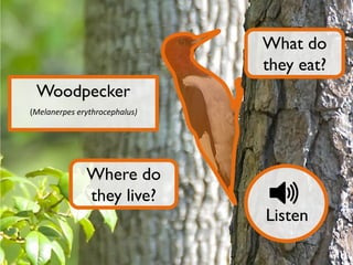 What do
they eat?
Woodpecker
(Melanerpes erythrocephalus)

Where do
they live?

Listen

 
