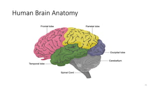 Human Brain Anatomy
21
 