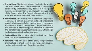 • Frontal lobe. The largest lobe of the brain, located in
the front of the head, the frontal lobe is involved in
personality characteristics, decision-making and
movement. Recognition of smell usually involves parts
of the frontal lobe. The frontal lobe contains Broca’s
area, which is associated with speech ability.
• Parietal lobe. The middle part of the brain, the parietal
lobe helps a person identify objects and understand
spatial relationships (where one’s body is compared
with objects around the person). The parietal lobe is
also involved in interpreting pain and touch in the body.
The parietal lobe houses Wernicke’s area, which helps
the brain understand spoken language.
• Occipital lobe. The occipital lobe is the back part of the
brain that is involved with vision.
• Temporal lobe. The sides of the brain, temporal lobes
are involved in short-term memory, speech, musical
rhythm and some degree of smell recognition.
22
 