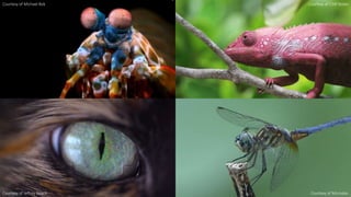 Courtesy of Michael Bok Courtesy of CSIR Notes
Courtesy of MicrodacCourtesy of Jeffrey Beach
 