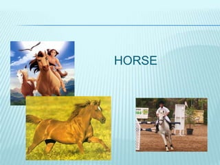 HORSE
 