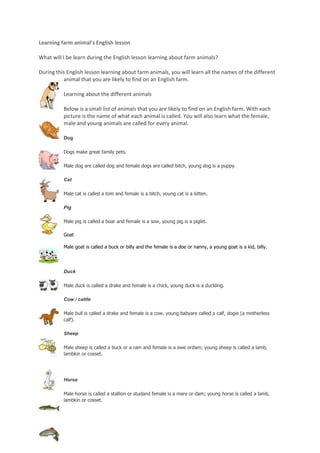 Learning farm animal’s English lesson

What will I be learn during the English lesson learning about farm animals?

During this English lesson learning about farm animals, you will learn all the names of the different
animal that you are likely to find on an English farm.

Learning about the different animals

Below is a small list of animals that you are likely to find on an English farm. With each picture is the
name of what each animal is called. You will also learn what the female, male and young animals are
called for every animal.
 