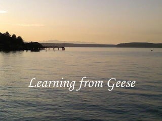 Learning from Geese 