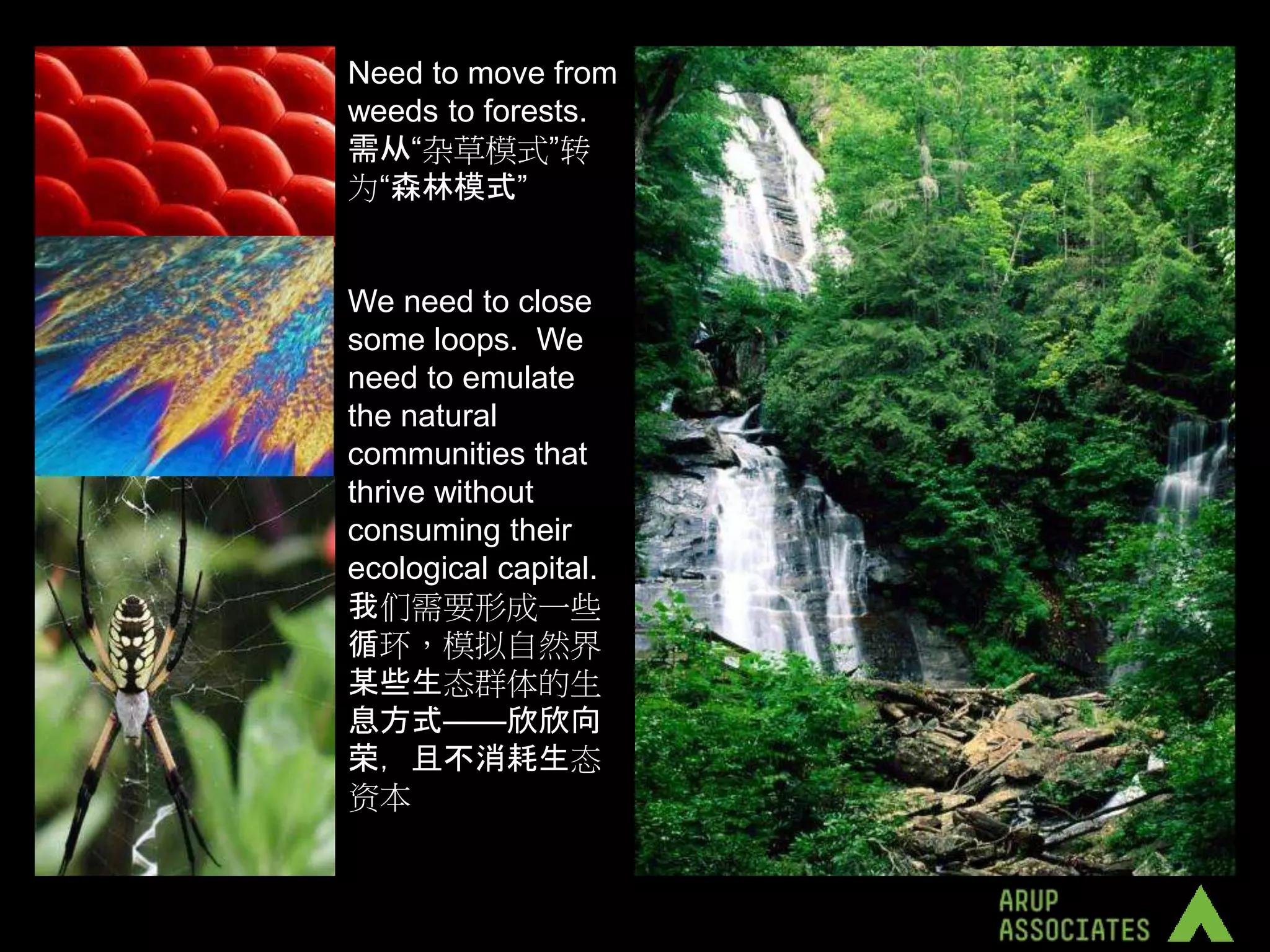 Need to move from
weeds to forests.
需从“杂草模式”转
为“森林模式”


We need to close
some loops. We
need to emulate
the natural
communities that
thrive without
consuming their
ecological capital.
我们需要形成一些
循环，模拟自然界
某些生态群体的生
息方式——欣欣向
荣，且不消耗生态
资本
 