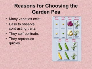 Reasons for Choosing the Garden Pea Many varieties exist. Easy to observe contrasting traits. They self-pollinate. They reproduce quickly. 