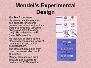 Mendel’s Experimental Design His Pea Experiment He allowed each variety to self-pollinate for several generations to ensure that they were true-breeding (offspring always exhibited the same trait).  He called this the P 1  (parent)   Generation. He took two of these parent plants with contrasting forms of the same trait and cross-pollinated them.  The plants that resulted from this cross were called the F 1  Generation. Mendel then allowed the F 1  plants to self-pollinate to produce the F 2  Generation. 