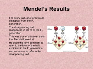 Mendel’s Results For every trait, one form would disappear from the F 1  generation. The disappearing trait reappeared in the ¼ of the F 2  generation. This was true of all seven traits that Mendel looked at. He used the term dominant to refer to the form of the trait exhibited in the F 1  generation and recessive to refer to the disappearing trait. 