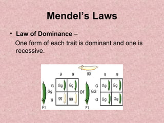 Mendel’s Laws Law of Dominance  –  One form of each trait is dominant and one is recessive. 