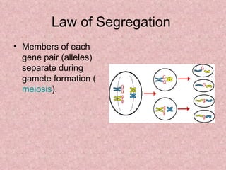 Law of Segregation  Members of each gene pair (alleles) separate during gamete formation ( meiosis ). 