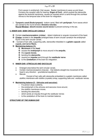 Page 17 of 25
Form waves in endolymph, that causes Basilar membrane to wave up and down.
Contains the receptor cells for hearing: Organ of Corti - which pushes the stereocilia
against the tectorial membrane, causes an impulse which is send through the cochlear
nerves to the temporal lobe of the brain for integration.
3. Tympanic canal (Scala tympani)– bottom canal, filled with perilymph. Form waves which
are carried to the round window (fenestra rotunda).
Round Window: absorb excess sound waves to prevent echoing in the ear.
3. INNER EAR: SEMI CIRCULAR CANALS
 Contain machanorecepters (cristae) – detect rotational or angular movement of the head.
 Cristae- located in the ampulla (enlarged base of semi circular canals)in the endolymph
found in the semi circular canals.
 - Consist of hair cells, supporting cells, stereocillia imbedded in a gelatin capsule called
cupula, and nerve fibers.
 Maintaining balance (1):
 Movement of the head
 causes the endolymph to move around in the ampulla,
 the cupula moves,
 bending the stereocilia,
 causing an impulse send through the vestibular nerve
 to the cerebellum of the brain for integration.
4. INNER EAR: UTRICULUS AND SACCULUS
o Enlarged area below the semi circular canals.
o Contain mechanoreceptors (macula) – that detects straight line movement of the
head in any direction – gravitational equilibrium.
o Macula:
Consist of hair cells with stereocilia embedded in a gelatin membrane called
otolithic membrane with otoliths (crystals) ontop, supporting cells and vestibular nerves.
 Maintaining balance (2 – Utriculus and sacculus):
– If a person stops suddenly,
– the endolymph in the utriculus and sacculus move around,
– the otolithic membrane moves,
– bending the stereocilia,
– which sends an impulse through the vestibular nerves
– to the cerebellum of the brain to maintain balance.
STRUCTURE OF THE HUMAN EAR
17 | P a g e
 