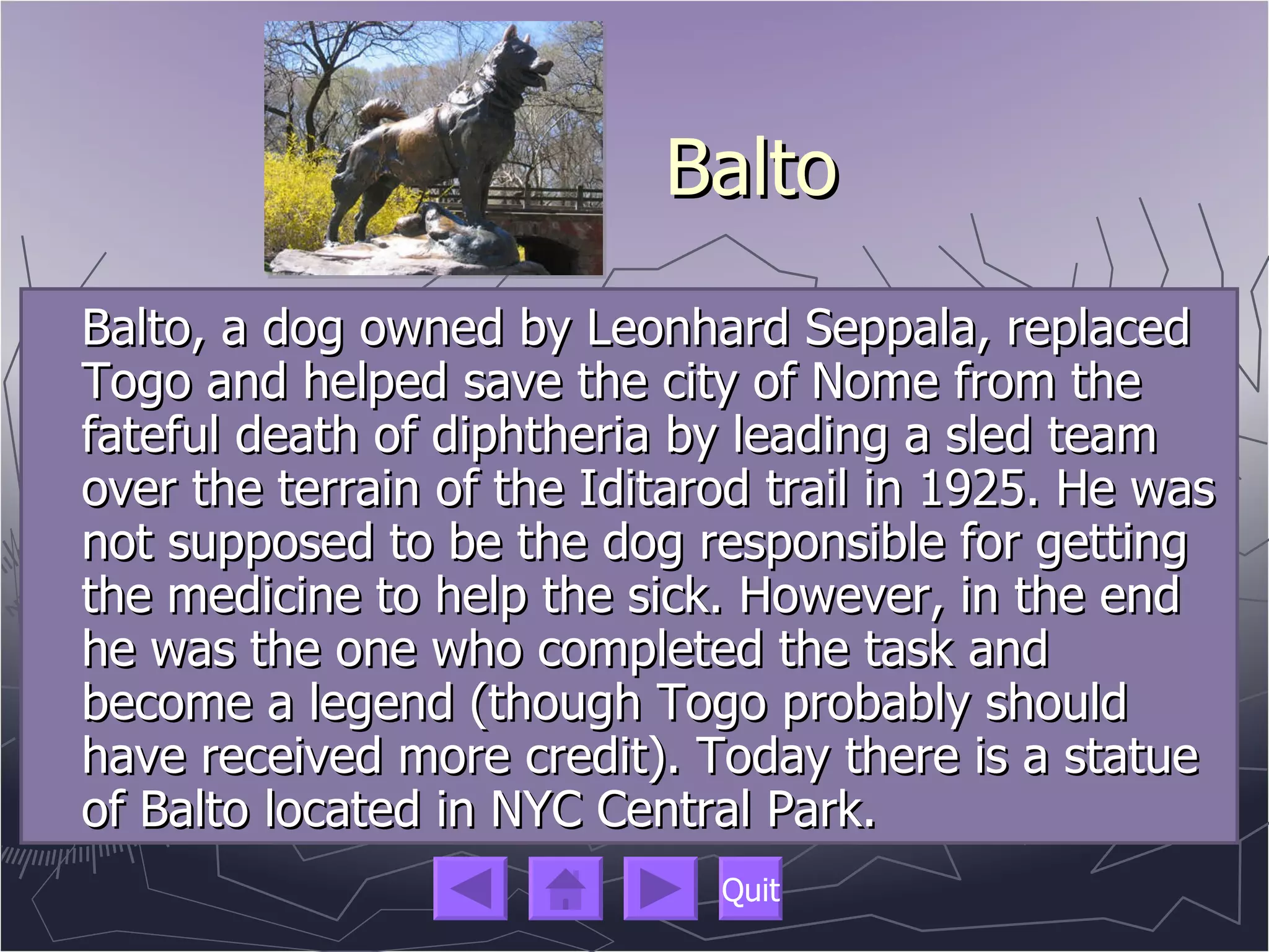 Balto, a dog owned by Leonhard Seppala, replaced Togo and helped save the city of Nome from the fateful death of diphtheria by leading a sled team over the terrain of the Iditarod trail in 1925. He was not supposed to be the dog responsible for getting the medicine to help the sick. However, in the end he was the one who completed the task and become a legend (though Togo probably should have received more credit). Today there is a statue of Balto located in NYC Central Park. Balto 