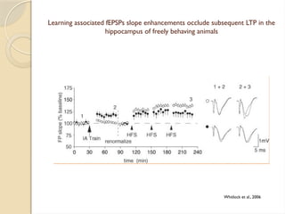Learning induces long term potentiation in the hippocampus by mudassar.pptx