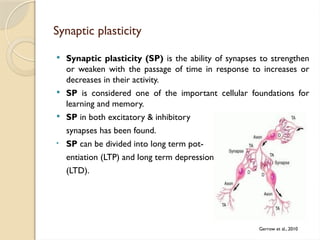 Learning induces long term potentiation in the hippocampus by mudassar.pptx